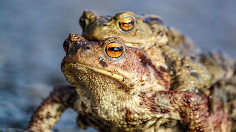 Symbolfoto Amphibienwanderung: Zu sehen sind zwei Kröten, die auf der Straße sitzen (Quelle: www.pixabay.com/fotopirat)