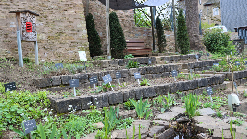 Mit dem Kräutergarten im Schlosspark hat die städtische Grünflächenabteilung einen reich gedeckten Tisch für Hummeln geschaffen, der vor allem im Sommer zur vollen Entfaltung kommt. (Foto: Stadt Siegen)