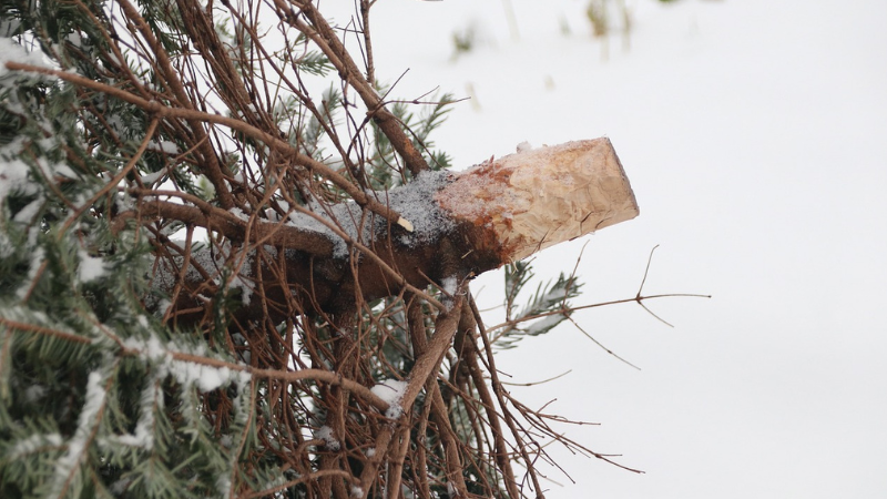 Symbolfoto: Entsorgung von Weihnachtsbäumen. Zu erkennen ist ein Teil einer Tanne, die im linken Bildrand verschwindet. 